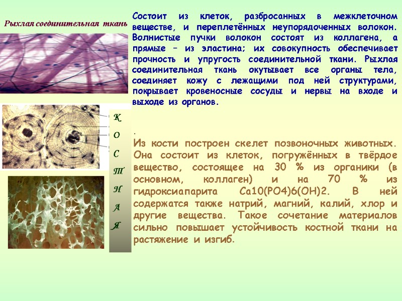Состоит из клеток, разбросанных в межклеточном веществе, и переплетённых неупорядоченных волокон. Волнистые пучки волокон